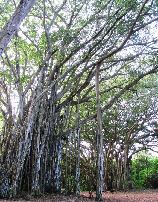 The Gift of the Bhodi Tree